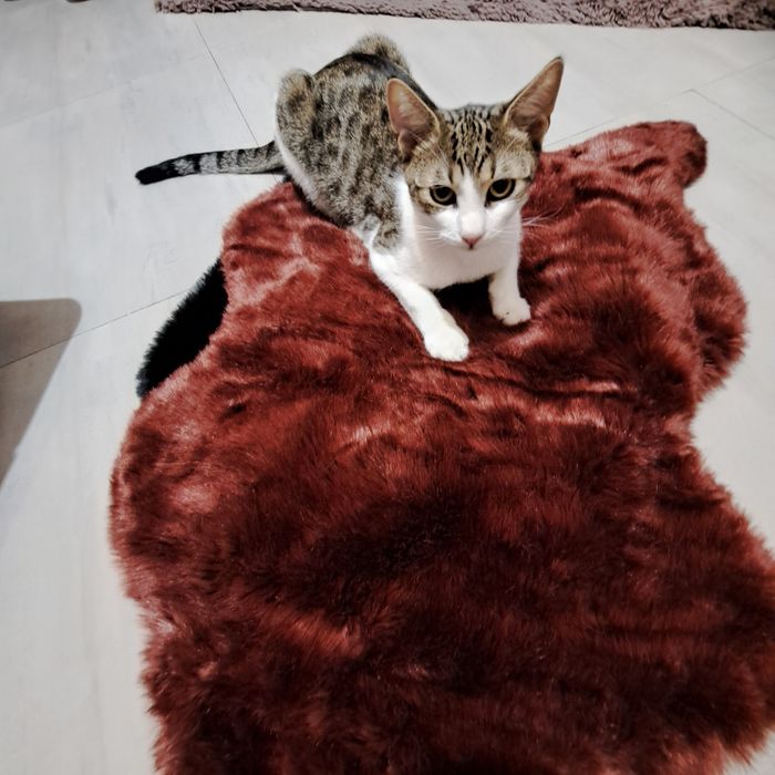 Adoptie pisica motan vargat Aladin