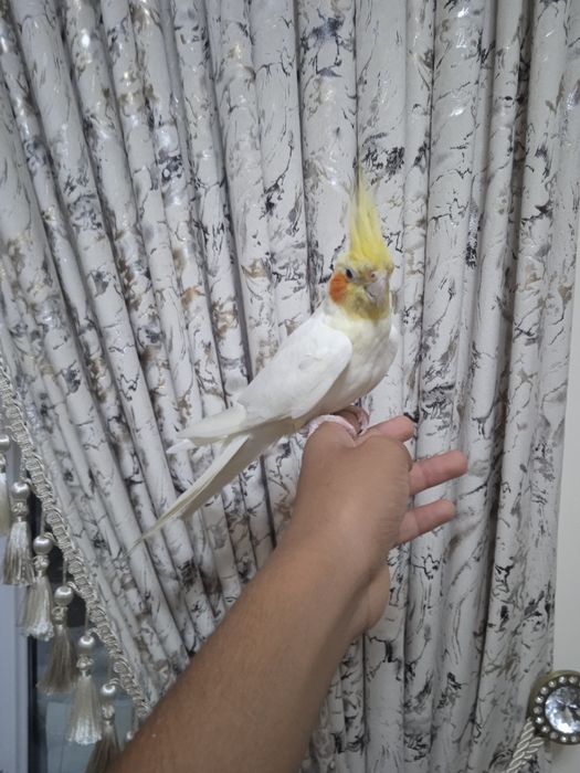 Карелла ручной попугай