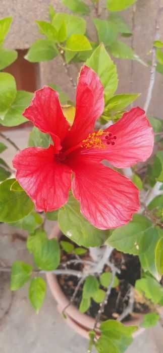 Trandafir japonez matur, Hibiscus Tropical Red, înălțime 90 cm
