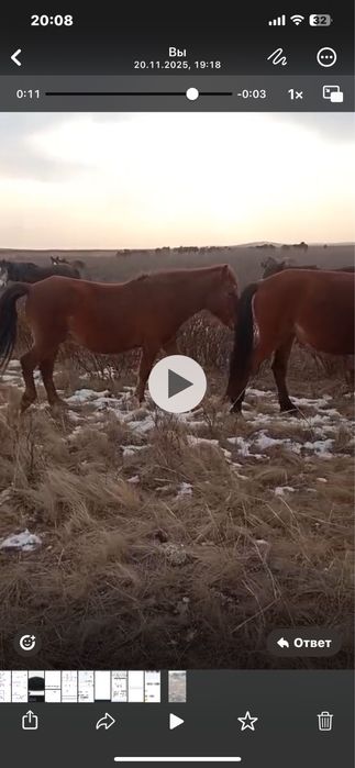 Продам бие жеребую , привезенную с караганды