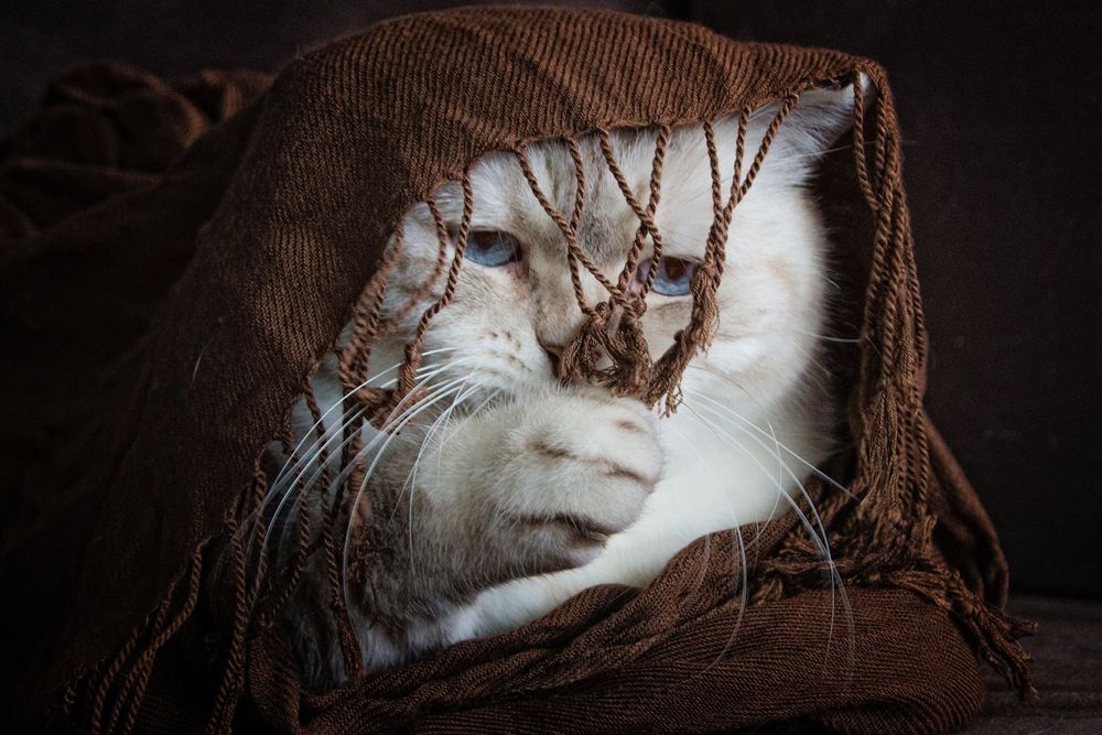 Tamron 18-270mm f/3.5-6.3 Di II VC PZD EF-S обектив Канон