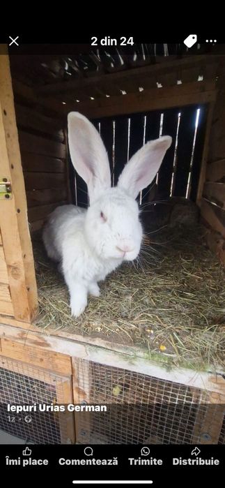 Vand iepuri Urias German