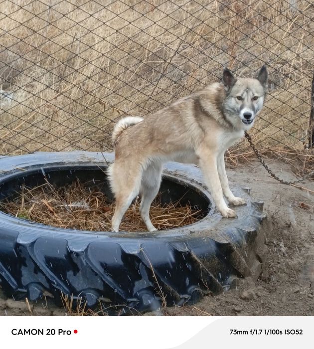 Лайка западно-сибирская