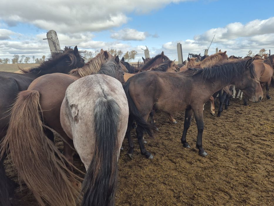 Продам тай с табуна девочка