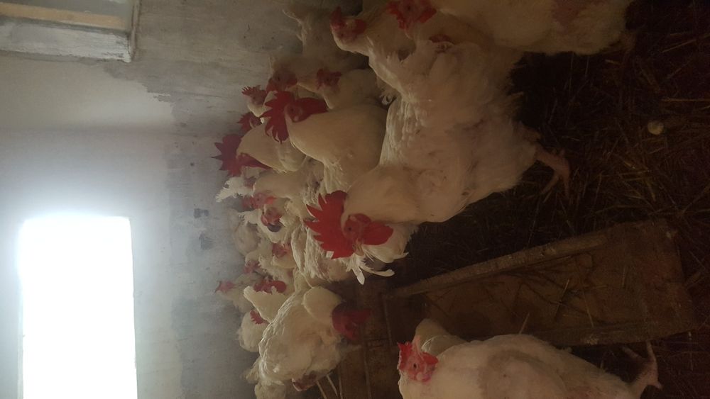 Vand gaini albe de carne