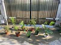Colocazie si yucca…