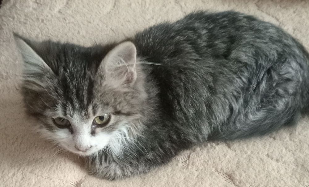 Пристраиваеться к добрым людям,вот такой котеночек!