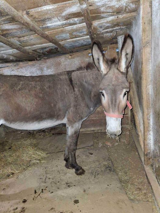 Магаре женско на 9 години