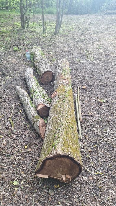 Vând bușteni de nuc, aprox. 4m³ ±