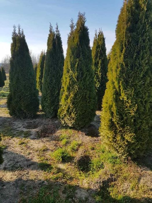 Tuia smarald diferite dimensiuni gazon rulou plantele diverse