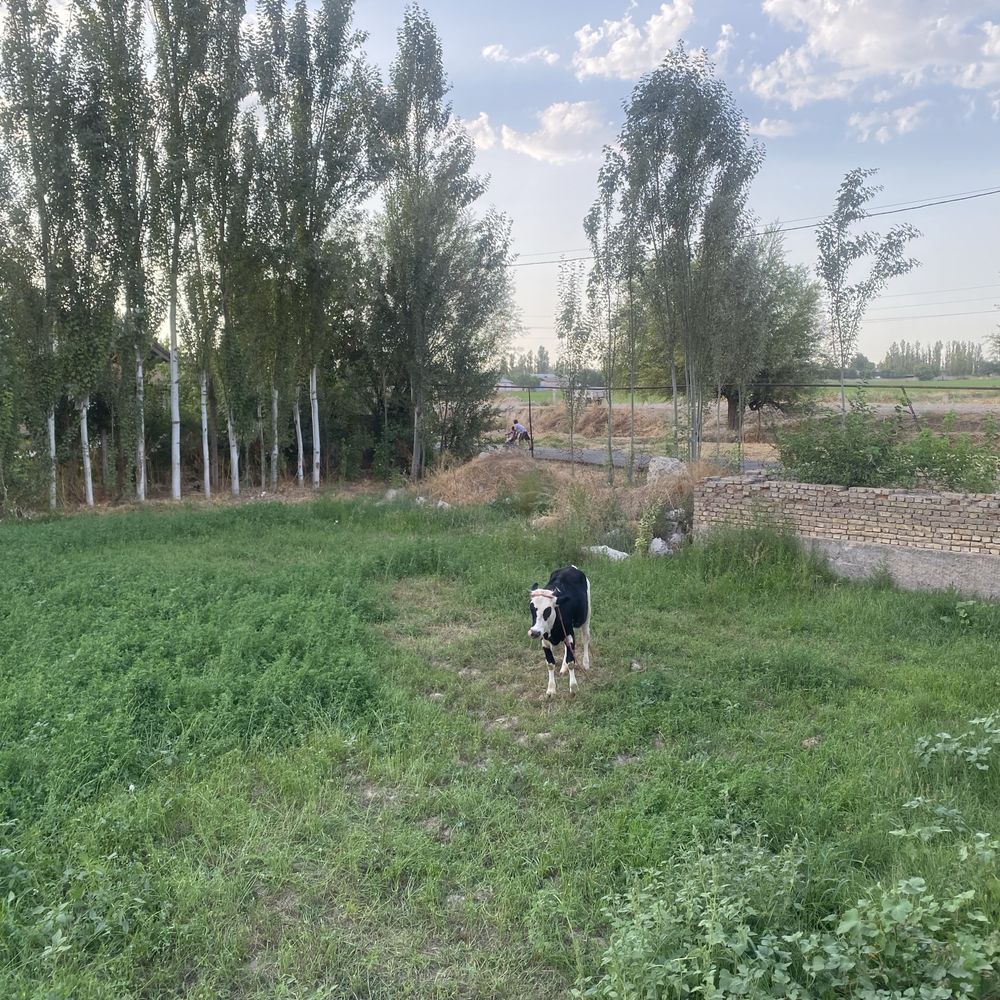 Yer uchaski uchaska sottiladi Toshkant