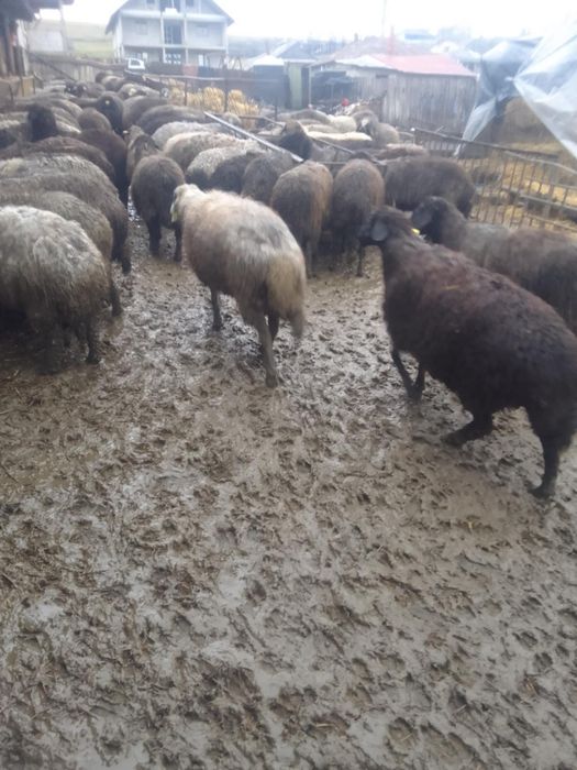 Vând Oi caracul 100 buc  gestante.