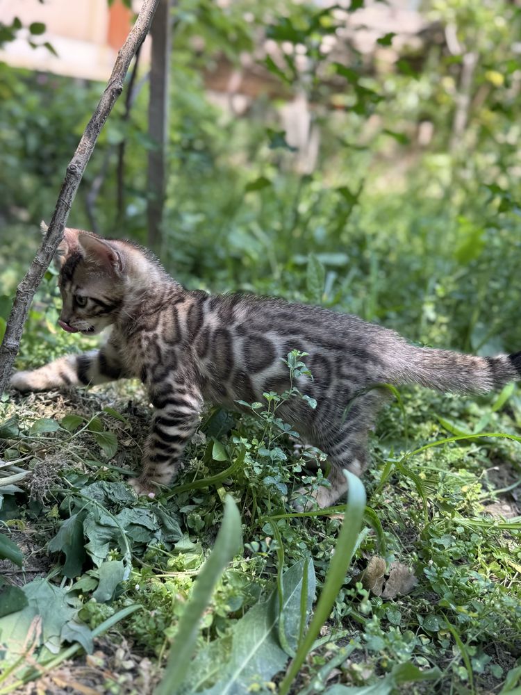 Бенгальские котята