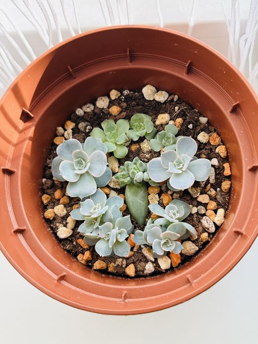 Цветы комнатные растения