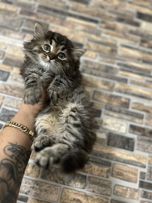 Norvegiana de Padure