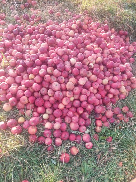 Яблоки Падалица отличные Моловодном