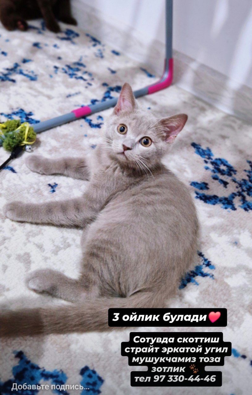 Мушук зотли Скотиш-фолд  ва скотиш страйт  киз угил