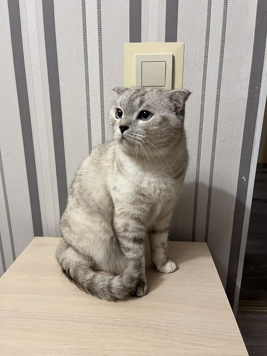 Кошка порода Британская вислоухая