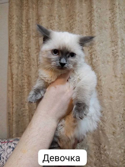 Отдаются котята в добрые руки! 4 пушистых комочка ищут свой дом