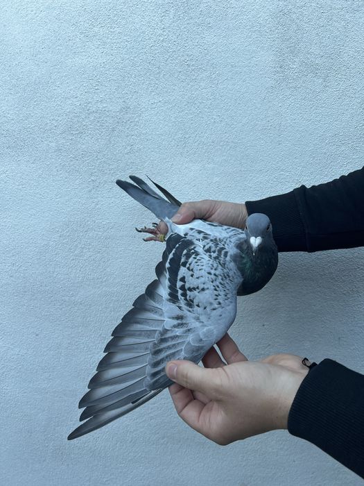 Femelă Matcă 2024 Originalilate Ivan & Bogdan