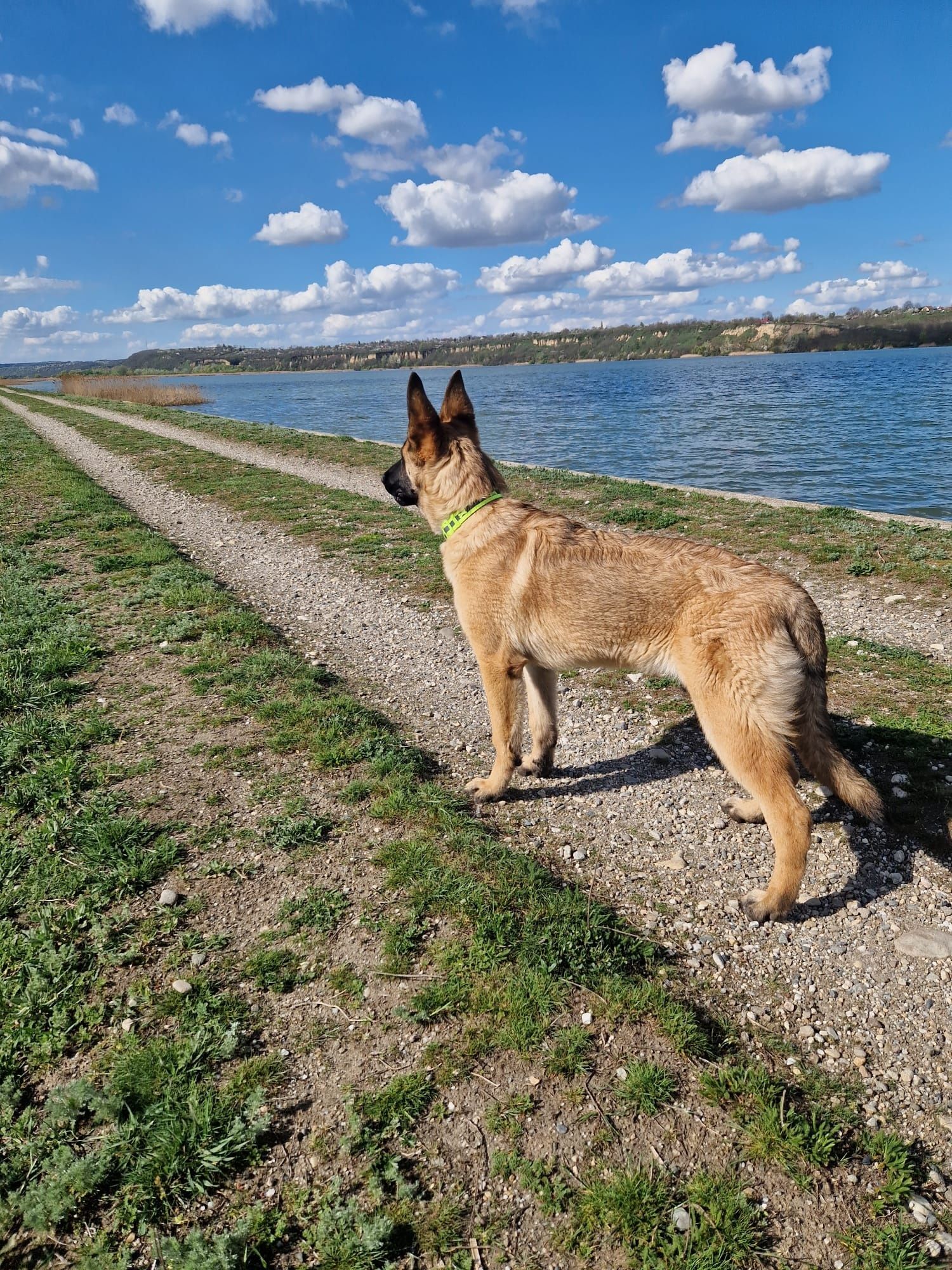 Ciobanesc Belgian Malinois.