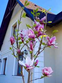 Magnolia Soulangeana la ghiveci