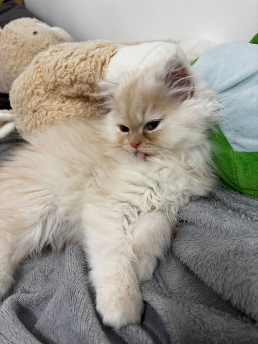 Motan persan chinchilla