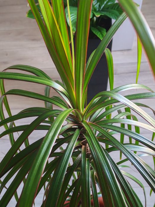 Продам пальму драцена