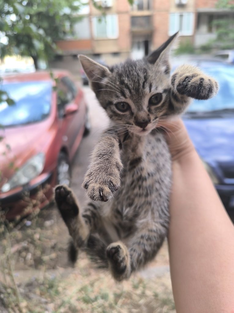 Котета търсят дом