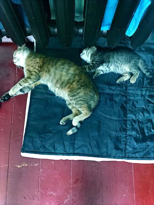 Отдам кошку—девочку в хорошие руки возраст 2 года