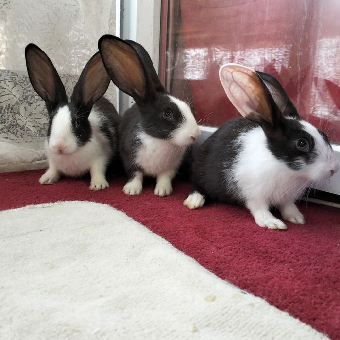 Iepuri hycole francez