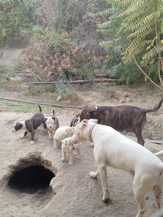 щенки породы бультерьер