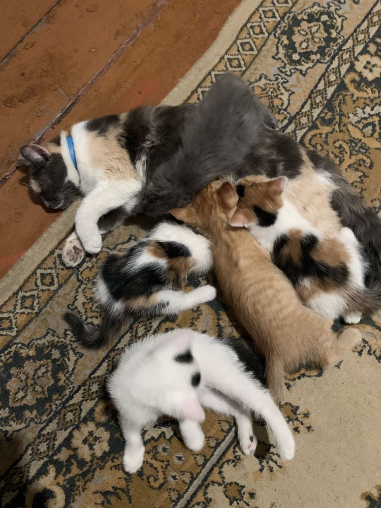 Котята в добрые руки 2 мес