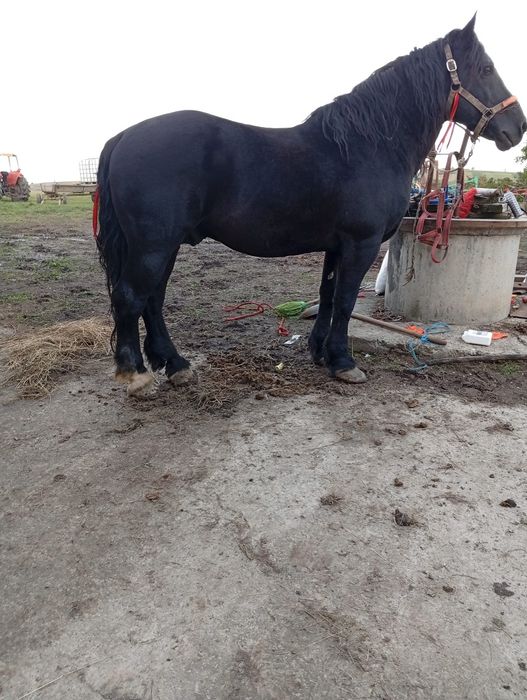 De vânzare armăsar