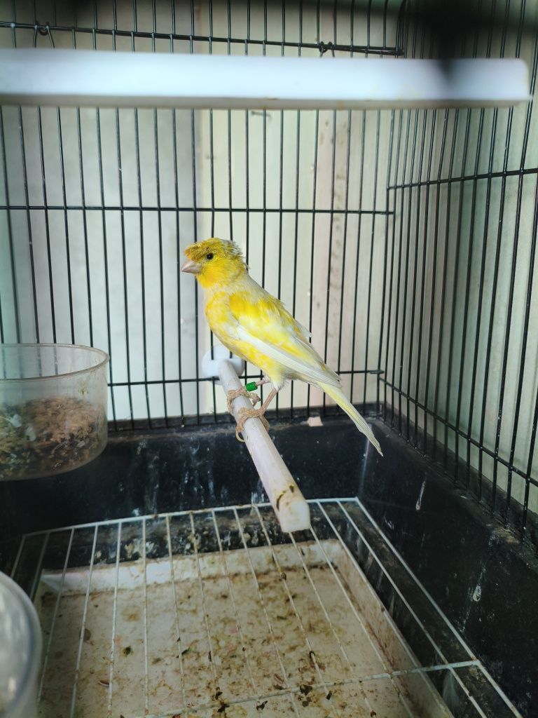 Kanareyka nar limon chubatiy