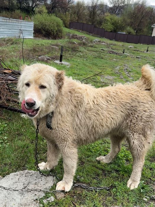 Продам собаку Алабай - Тобет