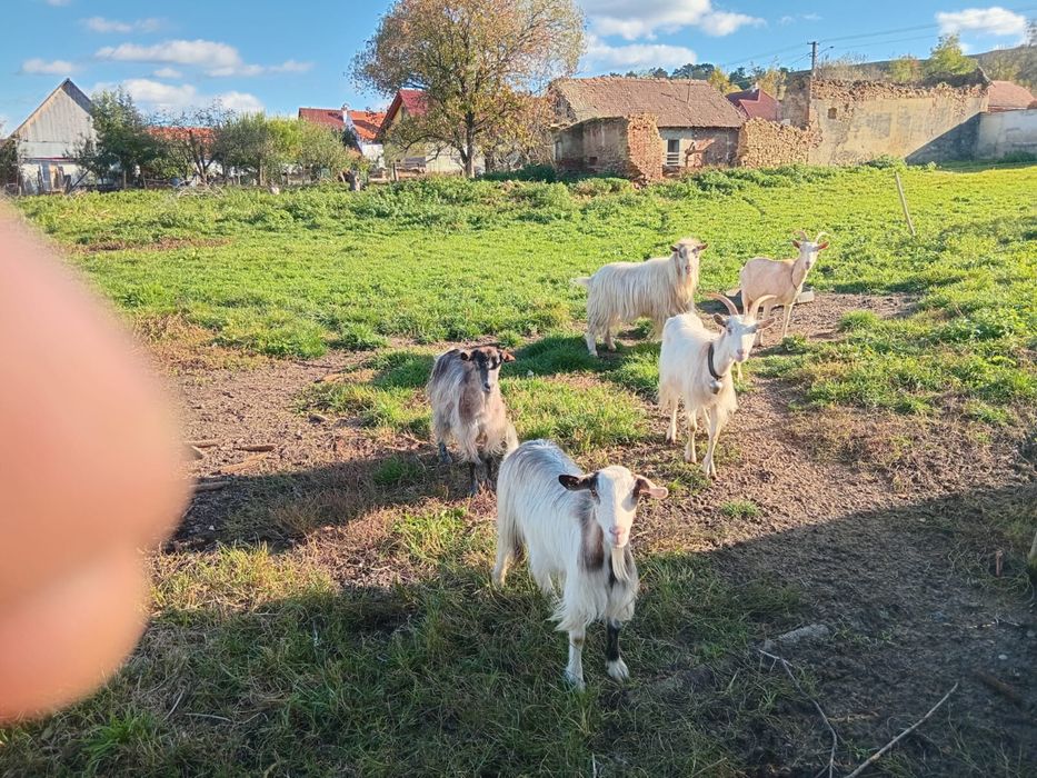 Vand sau schimb capre