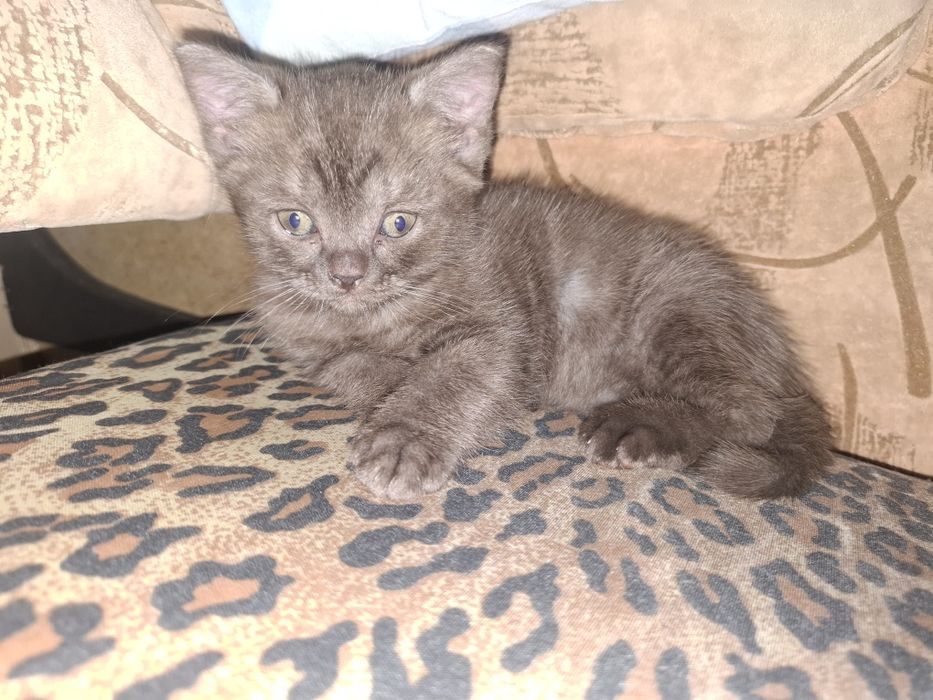 Продам котенка девочка
