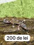 Soparla Gecko Leopard