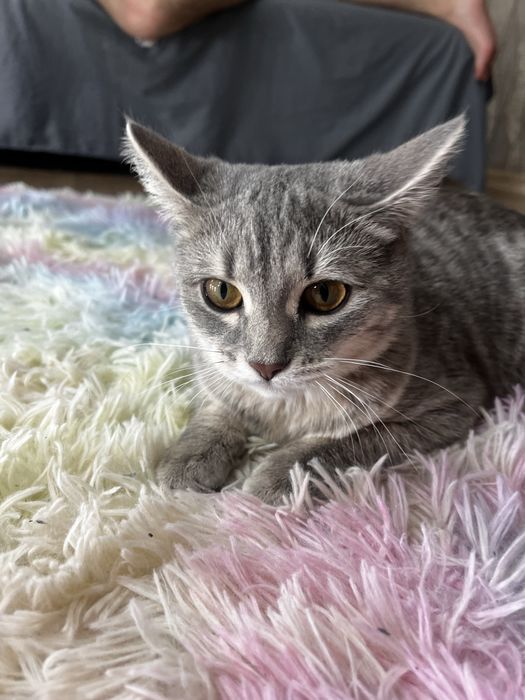 Отдам котенка в добрые руки