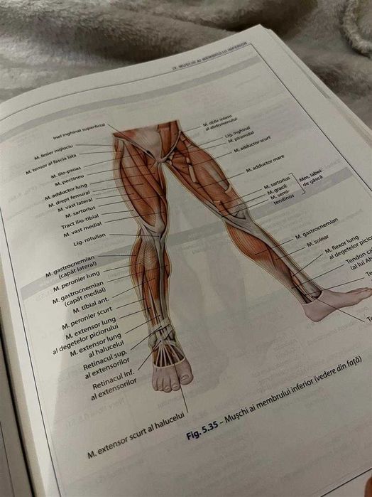 Bazele Anatomiei, Pierre Kamina