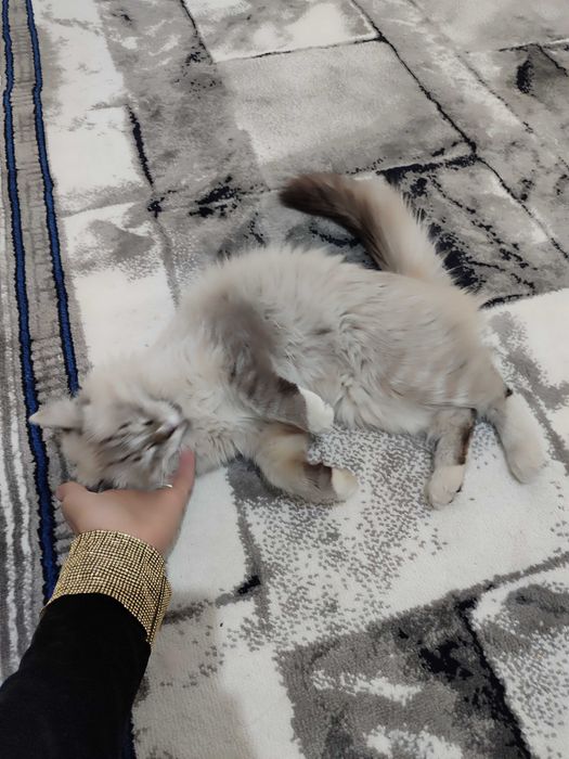 Невская маскарадная кошка