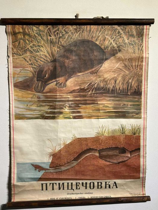 Соц Учебни Плакати Постери Биология