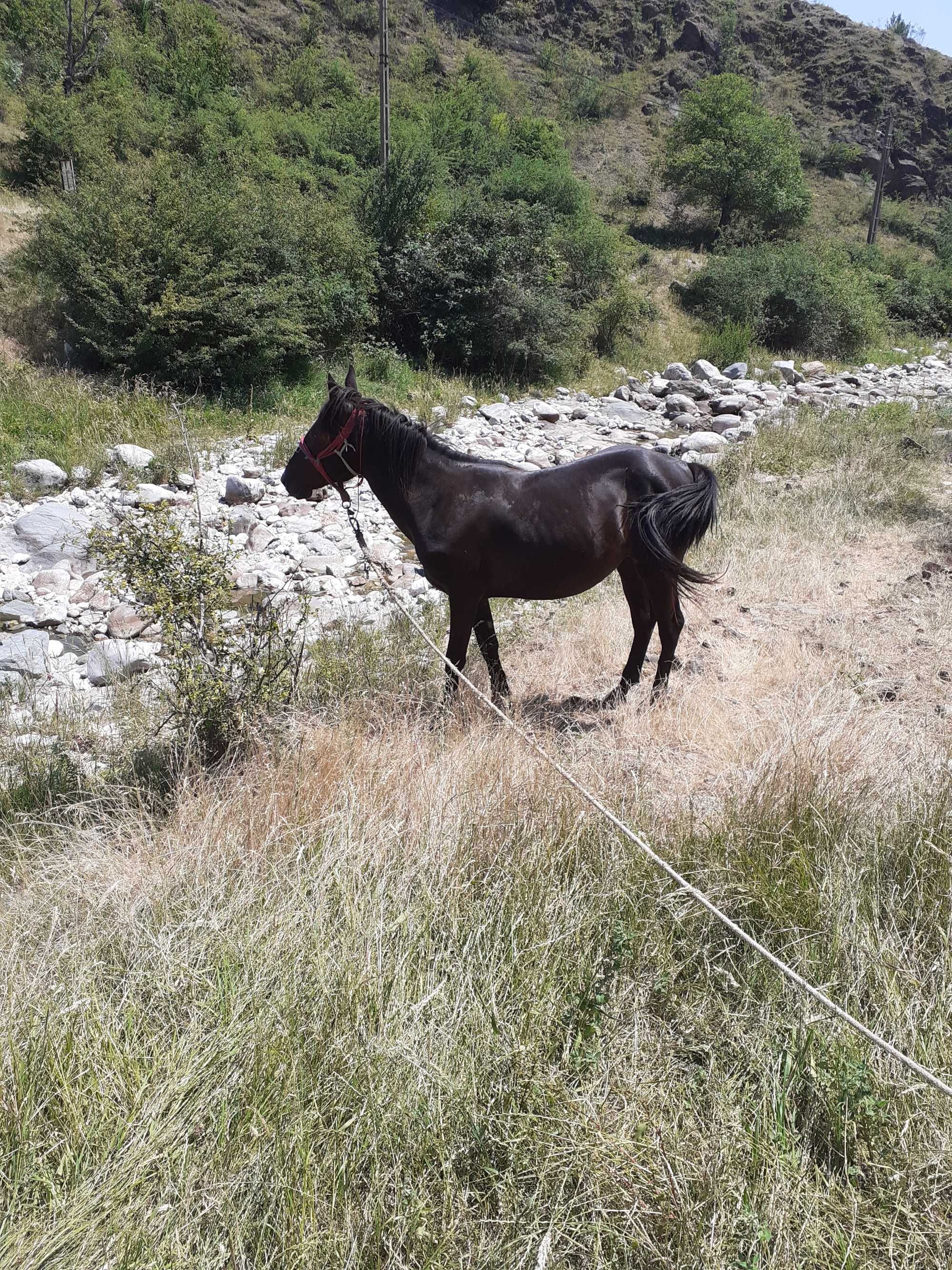 Mânză de 1 an jumate