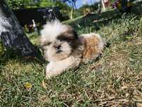 Catel Shih Tzu 8 saptamani
