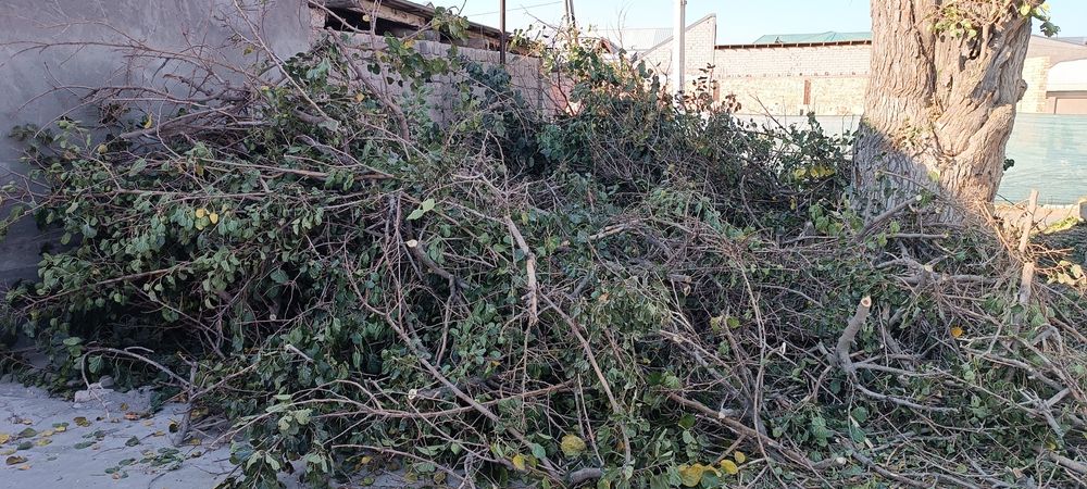 Ўтин шохшаба текинга.