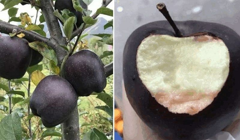 Pomi Fructiferei Deosebiti