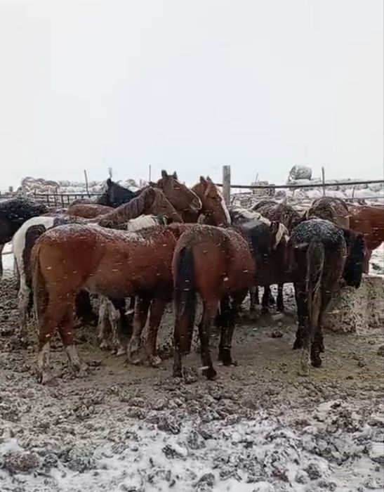 Оптом и в розницу тайлар полторашки на откөрме  40 голов