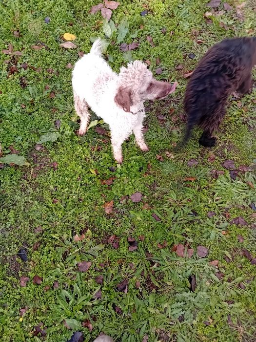 Логото романьол  кучета