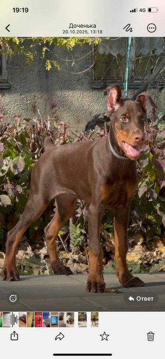 Продается щенок добермана-девица